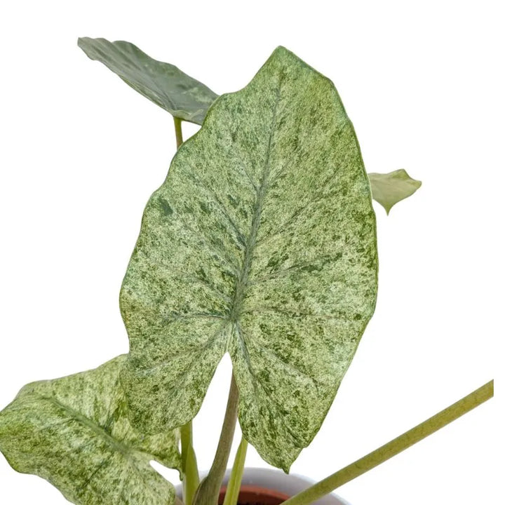 Alocasia Camouflage - primo piano del dettaglio delle variegature sulle foglie