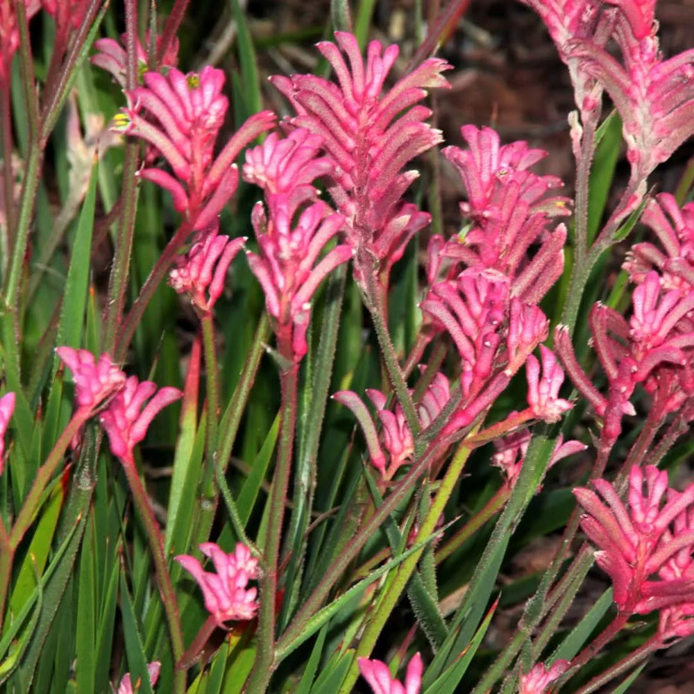 Anigozanthos fioritura - Dettaglio dei fiori tubolari rosa della Zampa di Canguro