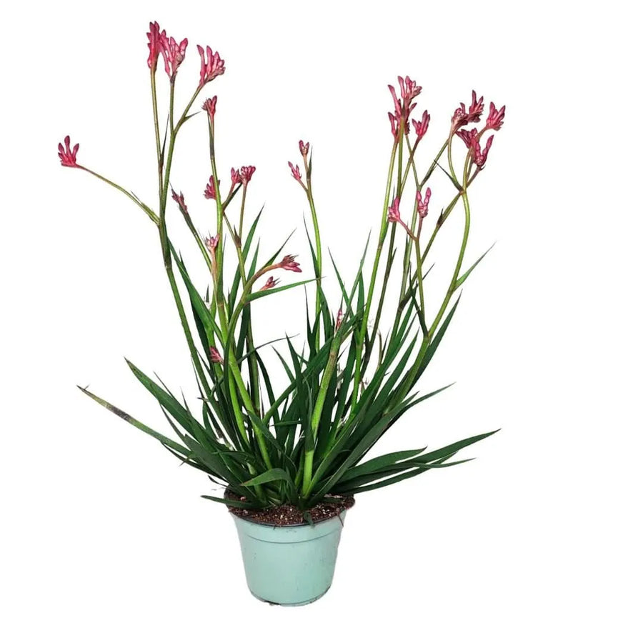 Anigozanthos Zampa di Canguro - Pianta ornamentale con fiori rosa in vaso