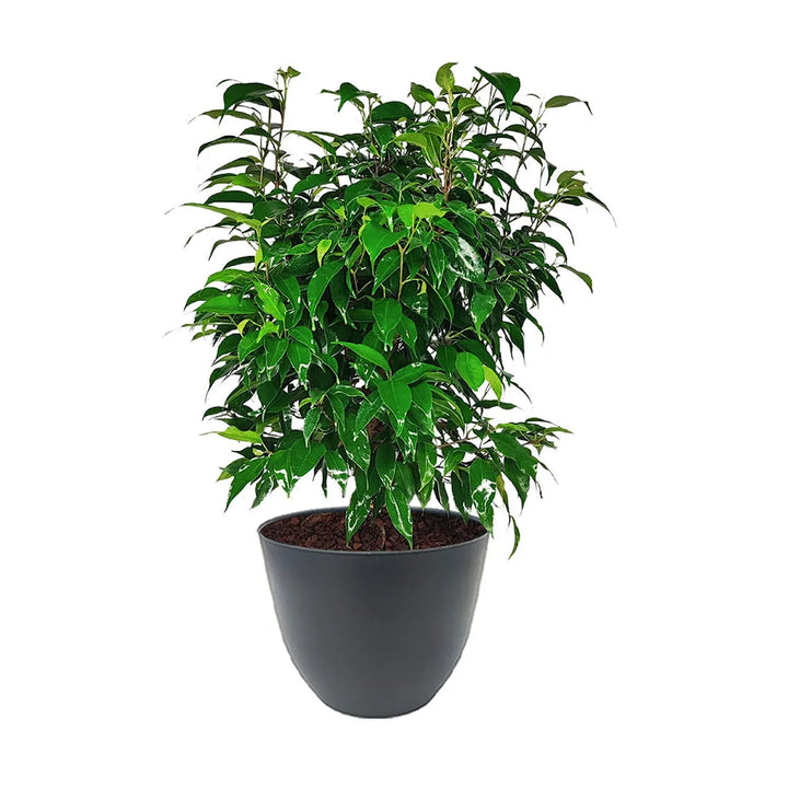 Ficus Benjamin in vaso - pianta in ambiente domestico luminoso con coprivaso avorio