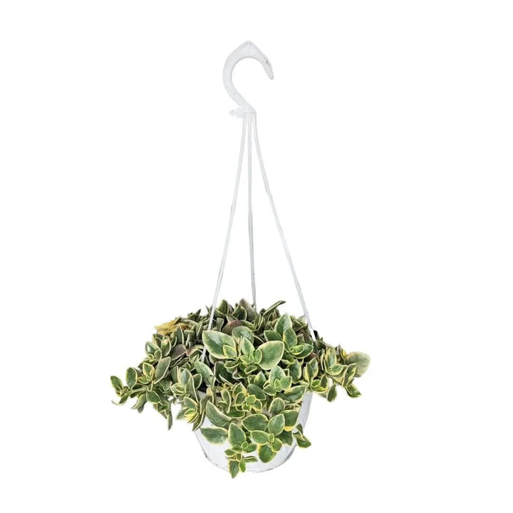 Aptenia Variegata vaso basket - Pianta ricadente in vaso bianco appeso con foglie verdi e crema