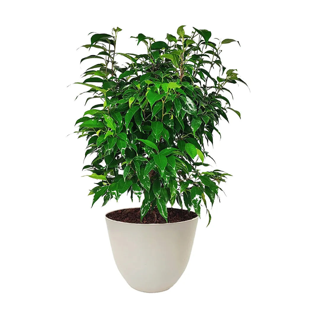 Ficus Modern Fioriera In Plastica Alta 58 Cm – Vaso Per Esterni E Interni, Riciclabile, Colore Nero - 2