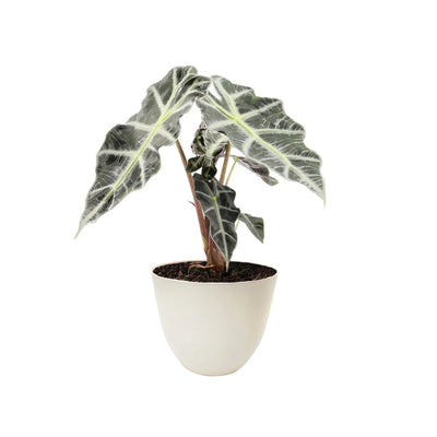 Alocasia Polly altezza D.12 H.30 cm