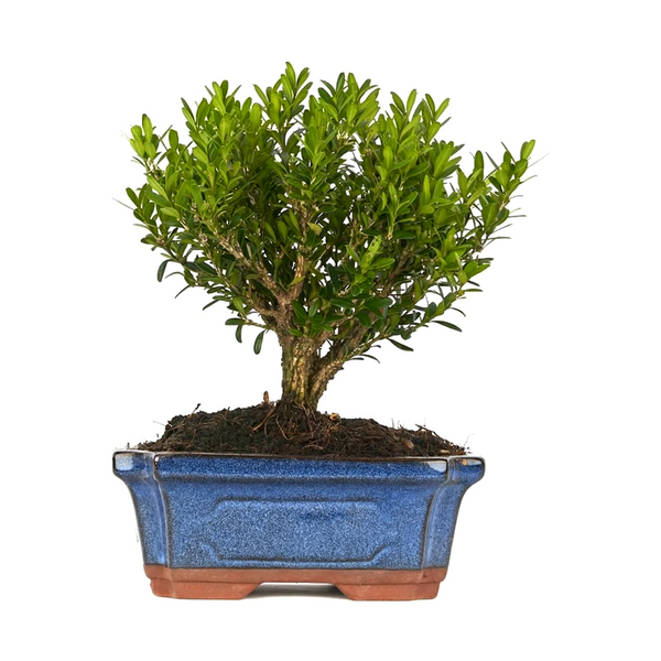 Bonsaï 6 ans Buxus harlandii - Collection Premium