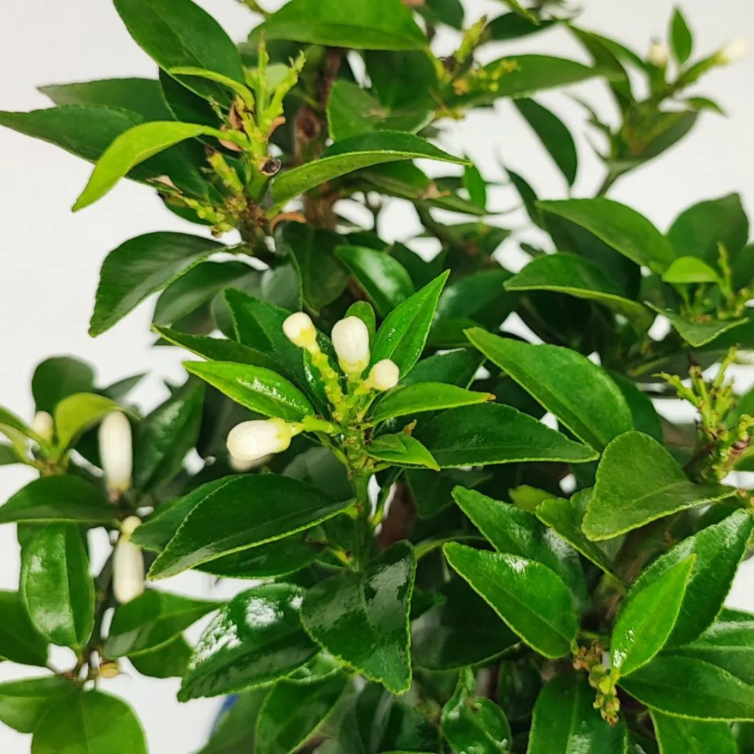 Bonsai Citrus Myrtifolia chinotto - primo piano di boccioli bianchi e foglie lucide