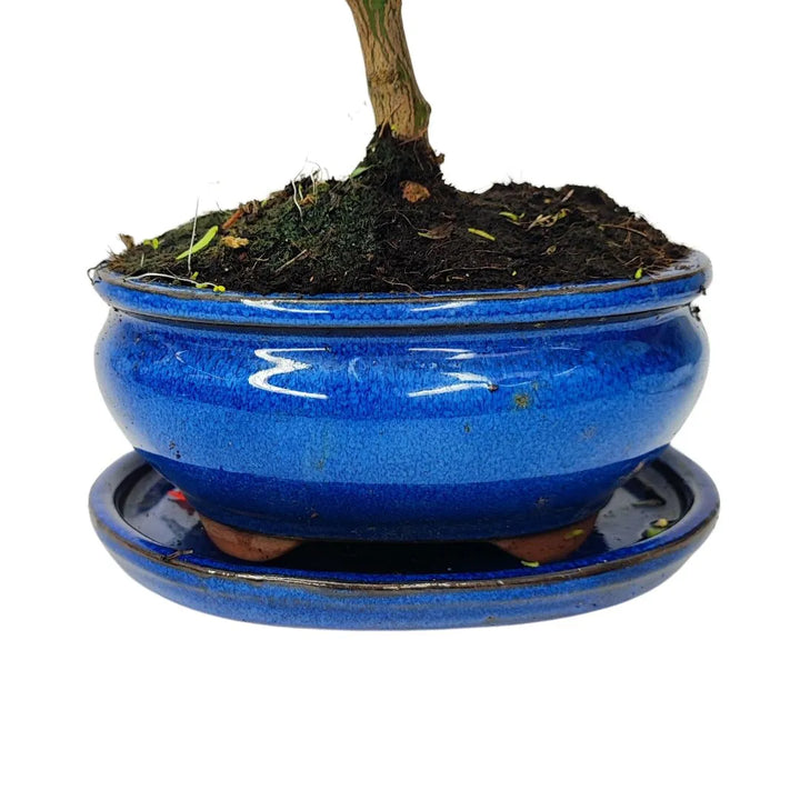 Vaso smaltato blu con sottovaso abbinato per il bonsai Citrus Myrtifolia
