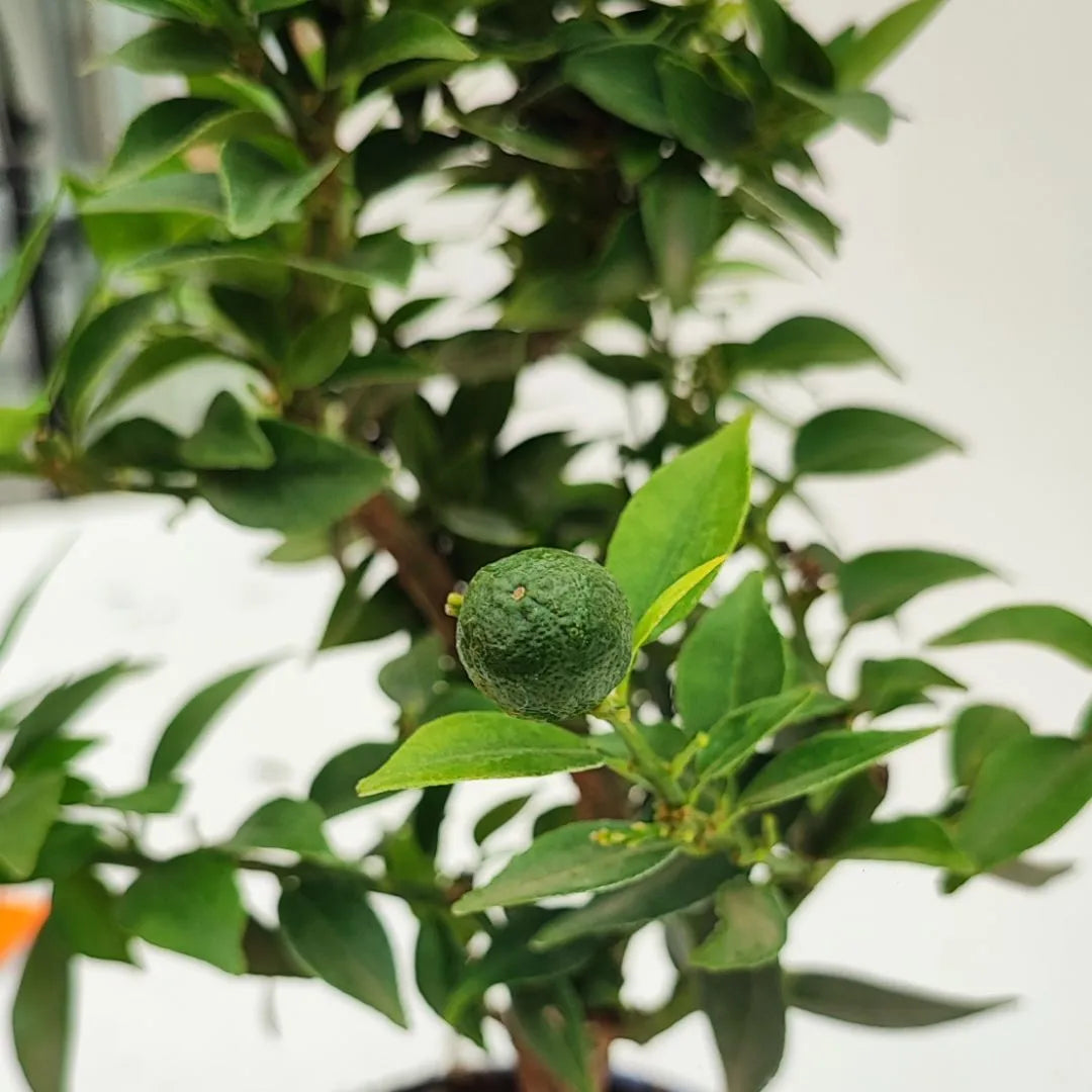 Citrus Myrtifolia bonsai - dettaglio di un frutto verde acerbo tra le foglie scure