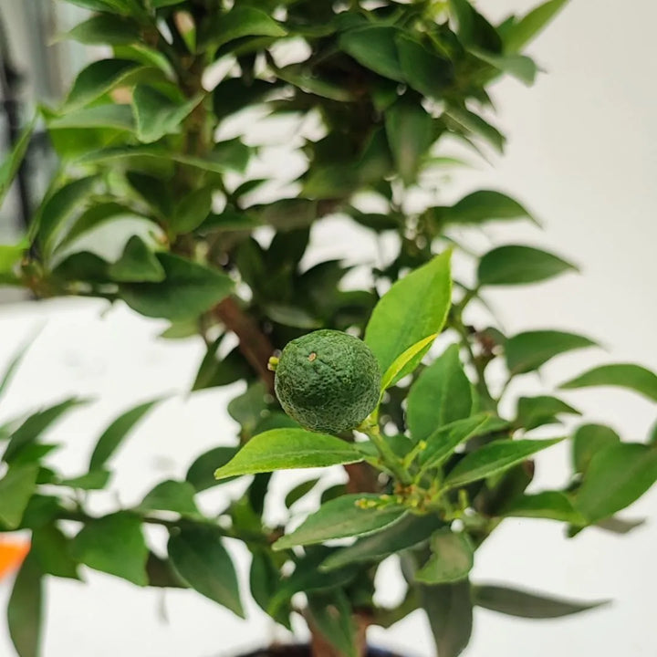Citrus Myrtifolia bonsai - dettaglio di un frutto verde acerbo tra le foglie scure