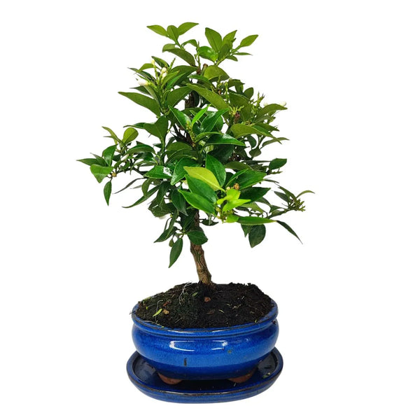 Bonsaï 8 Ans Citrus Myrtifolia (8 Ans) - Collection Premium