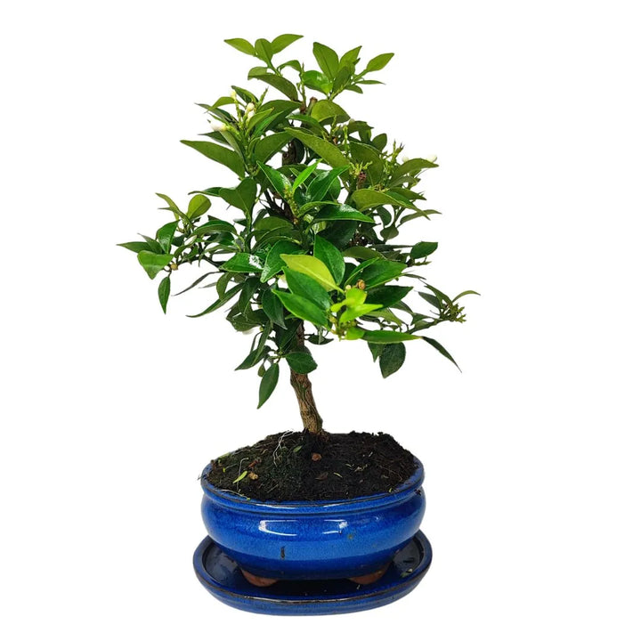 Bonsai Citrus Myrtifolia 8 Anni - esemplare in vaso smaltato blu, vista frontale