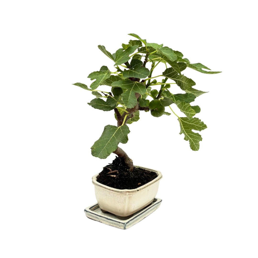 Bonsai Fico Carica 8 anni - vista diagonale con chioma espansa in vaso bianco