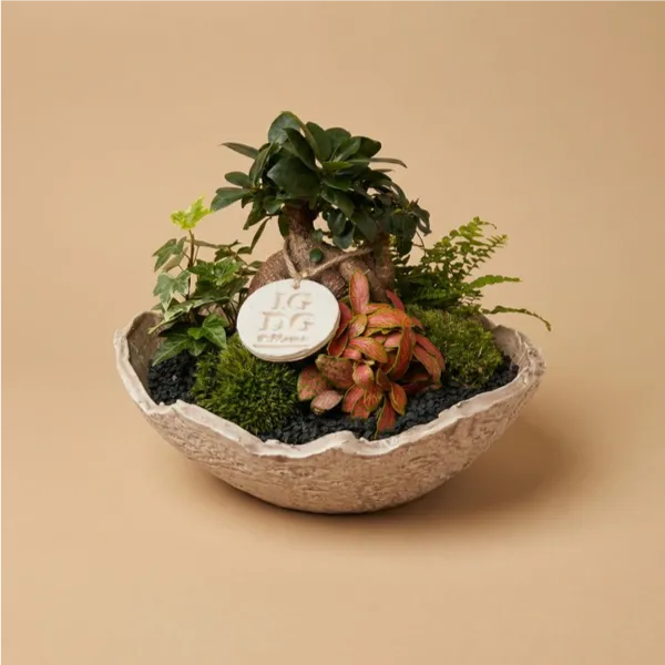 Géoterrarium avec bonsaï D.24