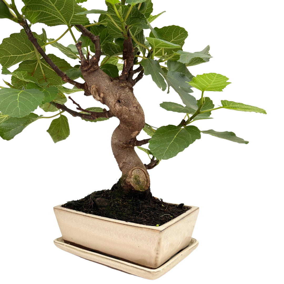 Dettaglio del tronco del bonsai Ficus Carica in vaso bianco smaltato