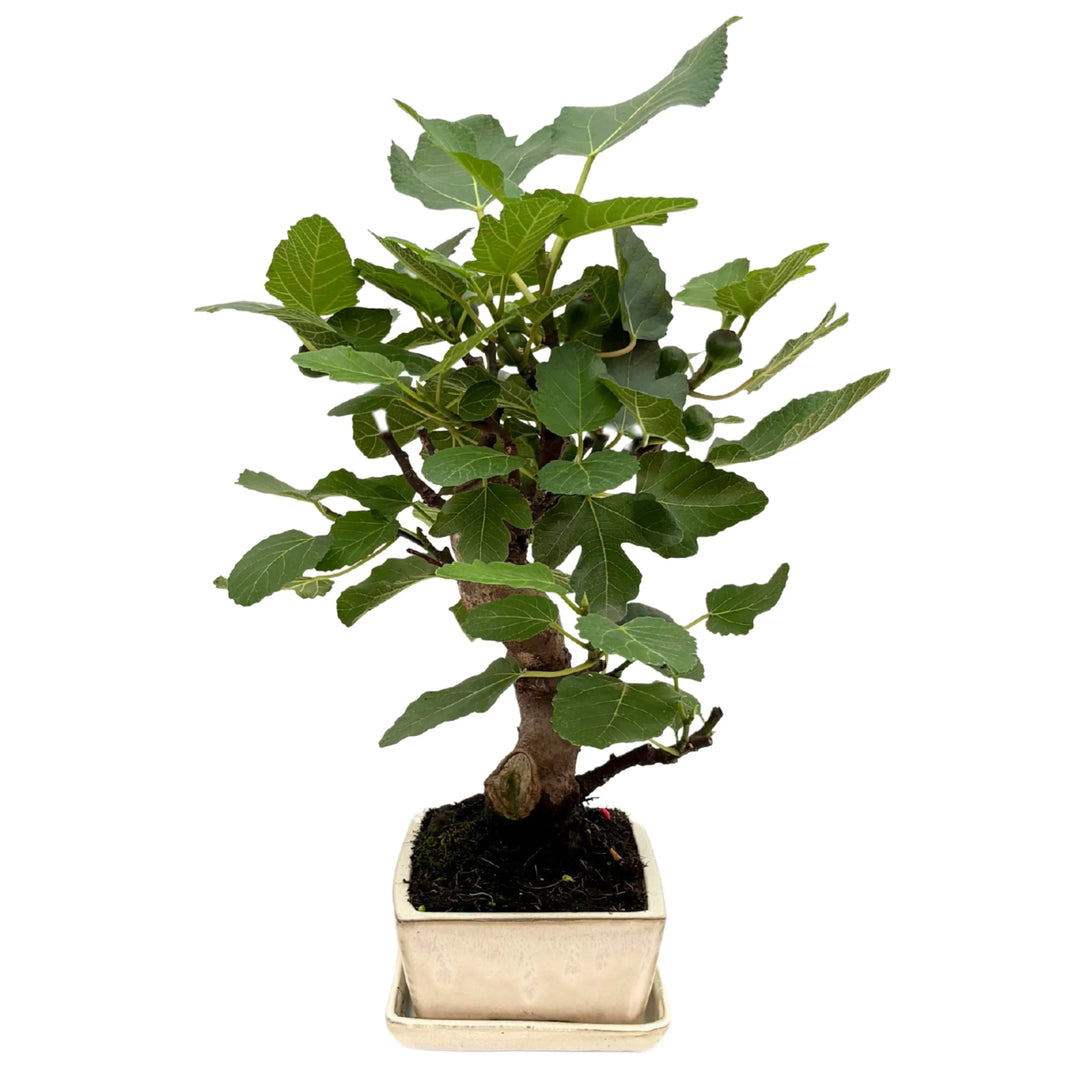 Bonsai Ficus Carica maturo con frutti verdi visibili tra le foglie