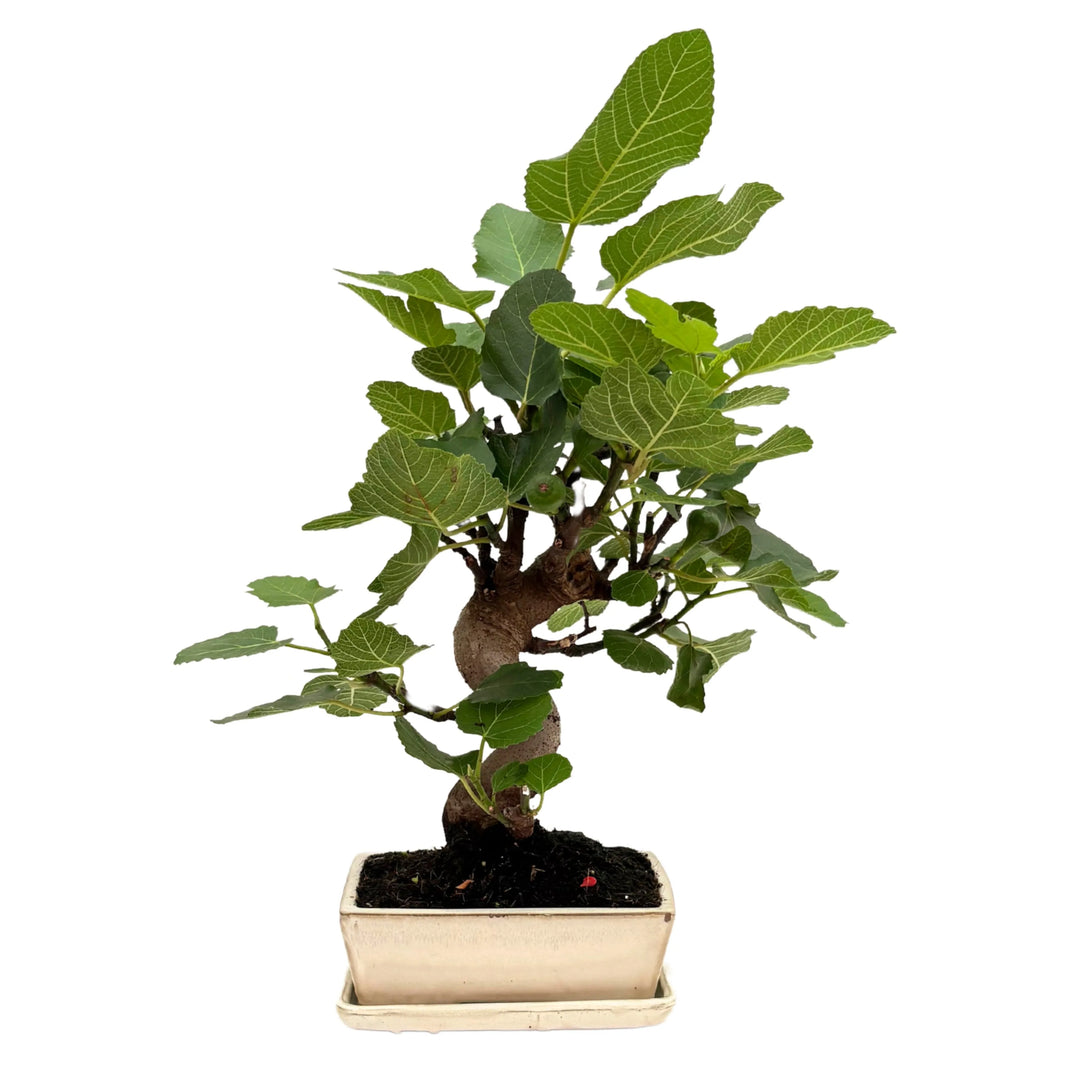 Bonsai di fico con foglie larghe e tronco curvo, coltivato da 13 anni