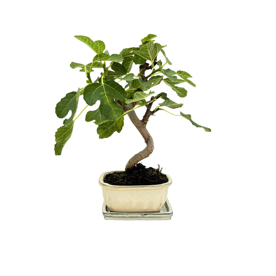 Bonsai Fico Carica 8 anni - esemplare con chioma folta e vaso ceramico bianco, vista frontale