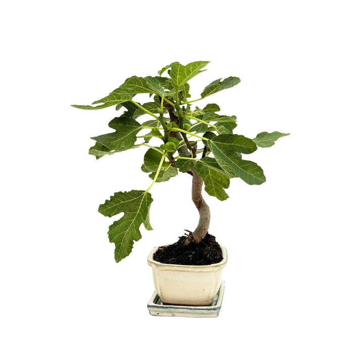 Bonsai Fico Carica - dettaglio con piccoli frutti verdi e vaso smaltato bianco
