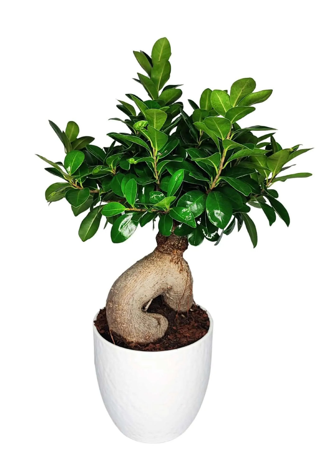 Bonsai Ficus Ginseng – dettaglio del tronco curvo e delle radici scultoree