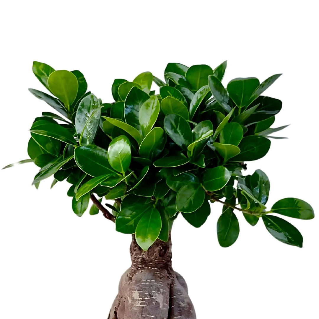 Dettaglio foglie verdi lucide del Bonsai Ficus Ginseng - cura della pianta