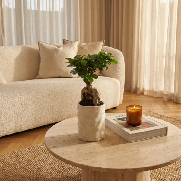 Bonsai Ficus Ginseng cura - su tavolino rotondo con candela e libro, in ambiente domestico elegante