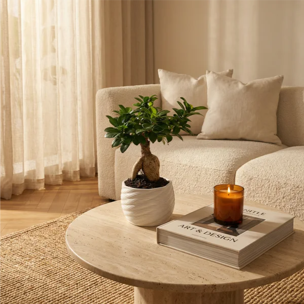 Bonsai Ficus Ginseng in ambiente domestico - pianta su mensola moderna