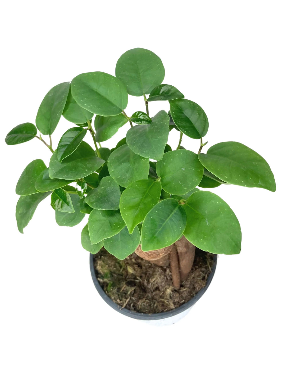 Bonsai Ficus Ginseng Mini - vista dall'alto con chioma verde e radici aeree