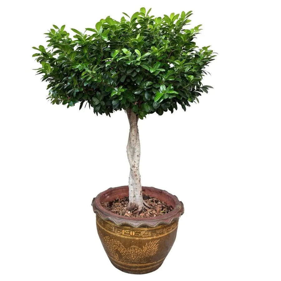 Bonsai Ficus Ginseng ad alberello alto 140 cm in vaso di ceramica decorata, con chioma folta e ordinata