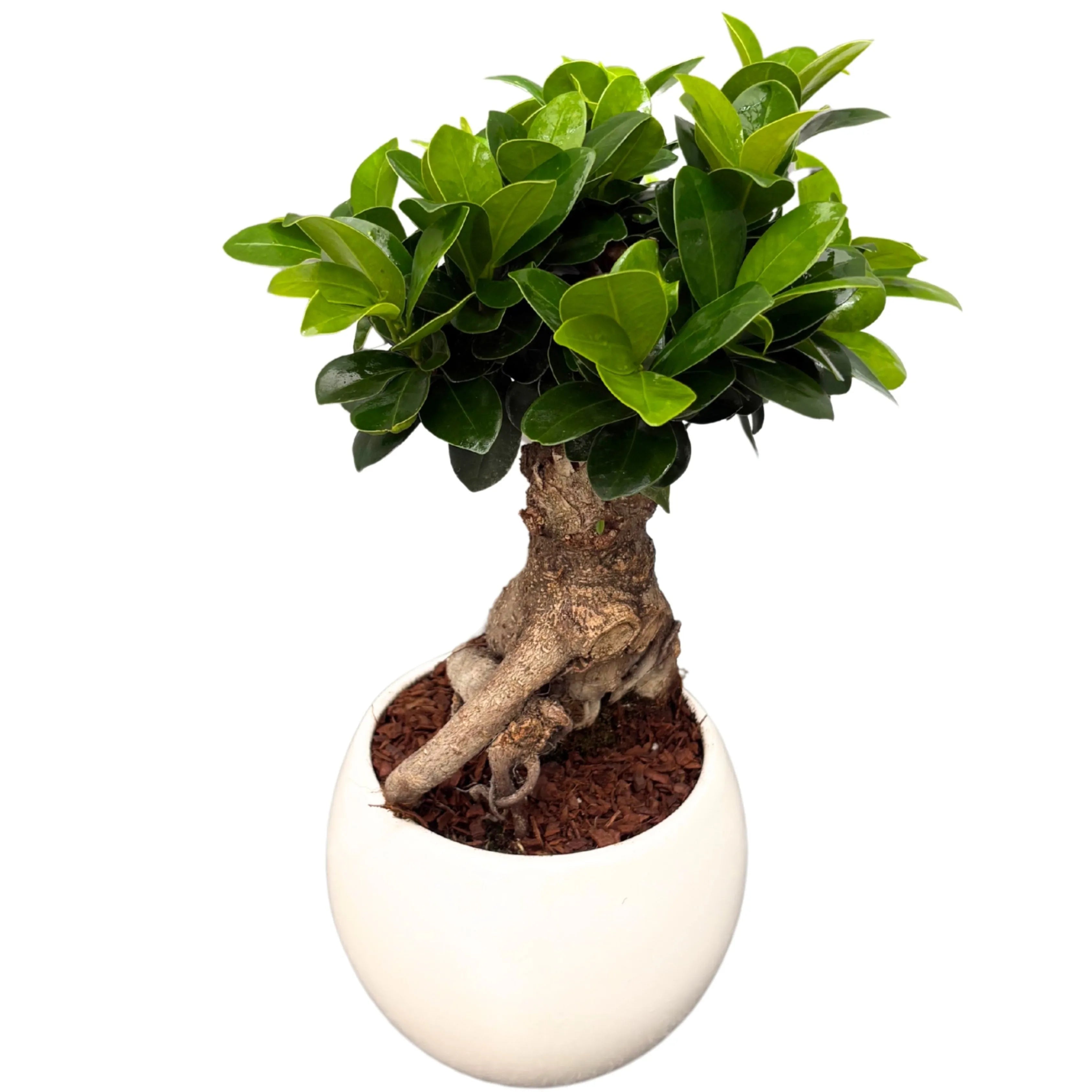 Bonsaï Ficus Ginseng avec Pot Céramique Giardini di Giulia — i Giardini di  Giulia