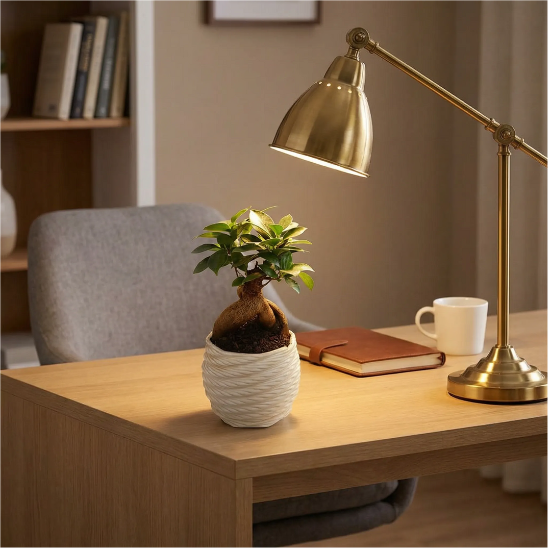 Bonsai Ficus Ginseng - pianta in vaso artigianale su scrivania home office con lampada e tazza di caffè