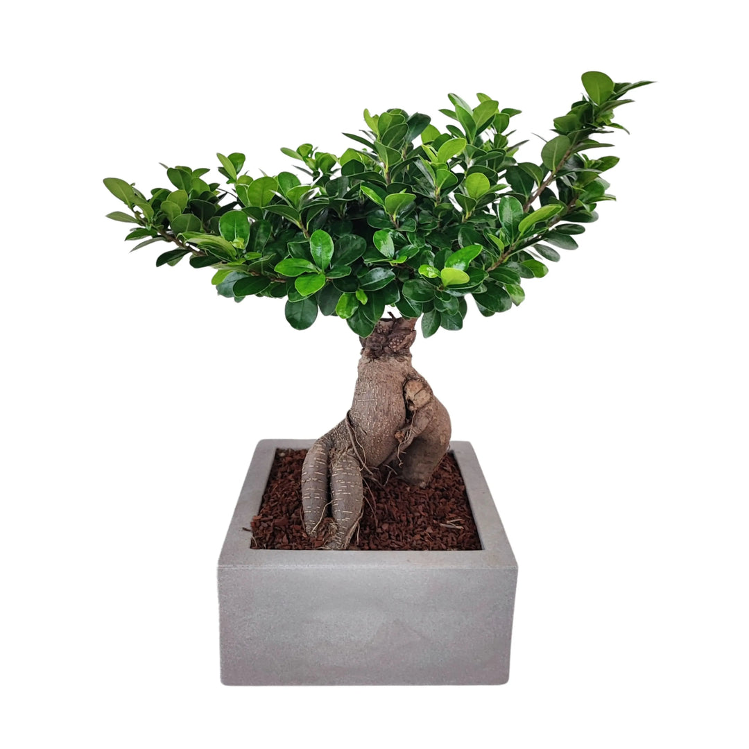 BESTonZON Pianta In Miniatura Ficus Bonsai In Vaso Di Ceramica Scala 1:12 Con Stelo In Ferro Regolabile - Decorazione Casa In Miniatura