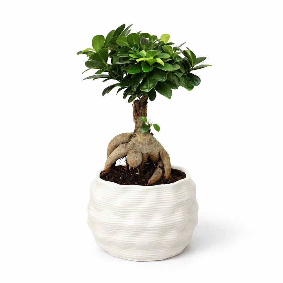Bonsai Ficus Ginseng - pianta in vaso artigianale Athena L in argilla su sfondo pulito