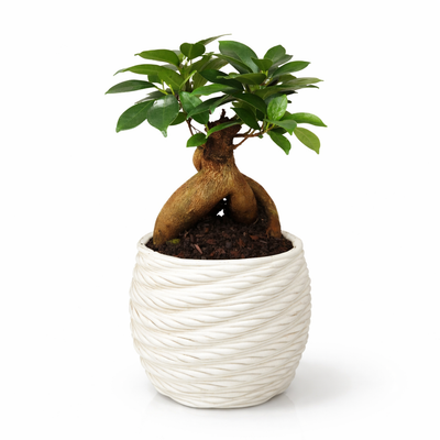 Bonsai ficus ginseng in vaso artigianale Carina D.10 in argilla