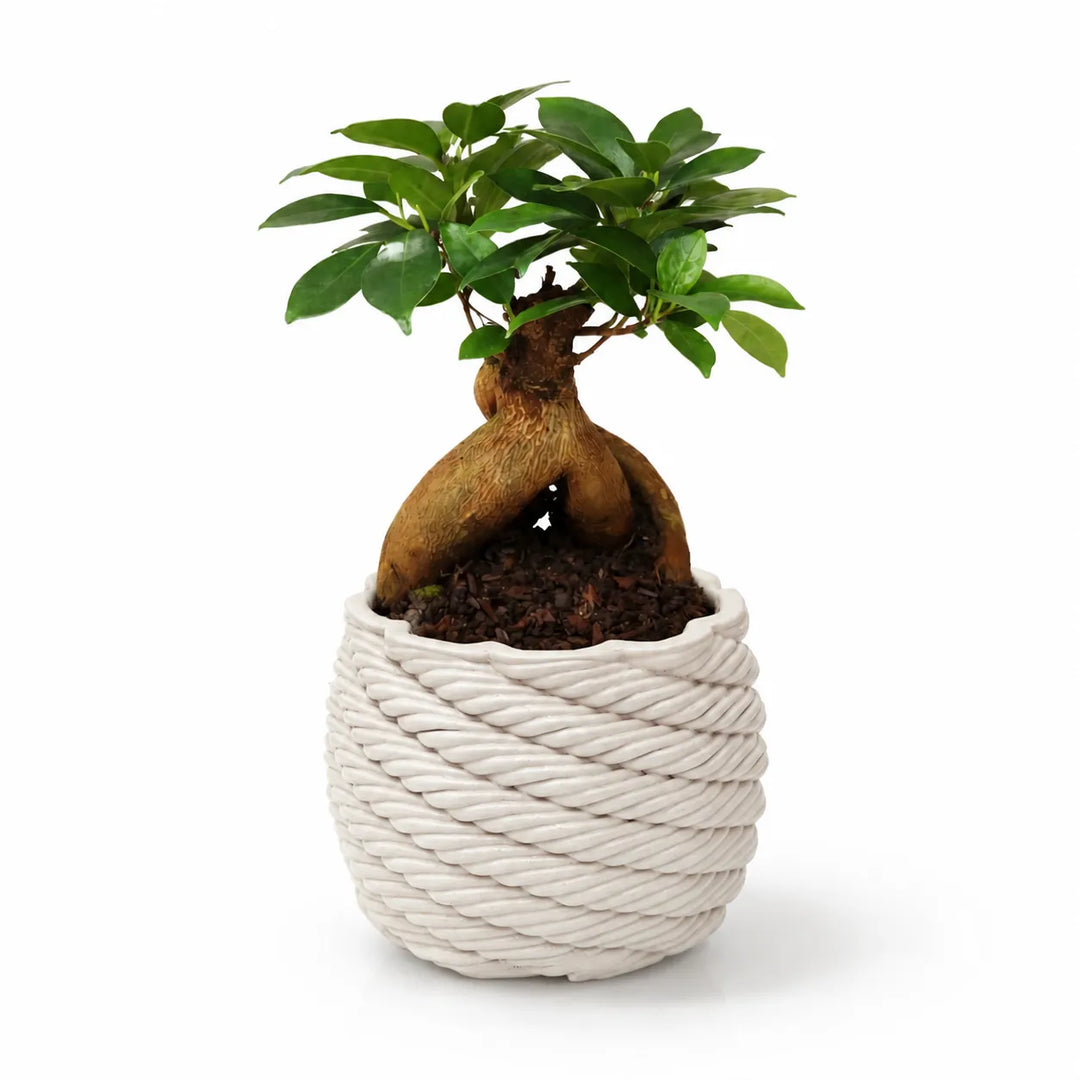 Bonsai Ficus Ginseng - pianta in vaso artigianale Carina in argilla bianca su sfondo chiaro, vista frontale