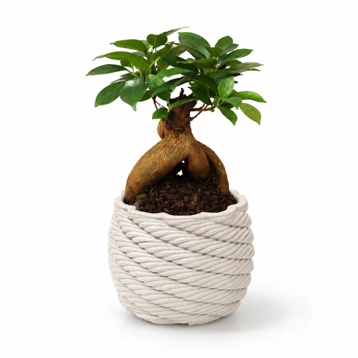 Bonsai Ficus Ginseng - pianta in vaso artigianale Carina in argilla bianca su sfondo chiaro, vista frontale