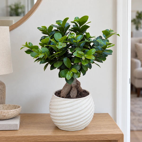 Bonsai Ficus Ginseng in vaso Carina in ceramica – Ø 18 cm