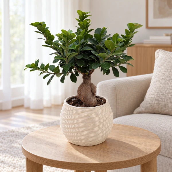 Bonsai Ficus Ginseng in vaso Carina in ceramica avorio, su un tavolino in legno in un soggiorno luminoso.