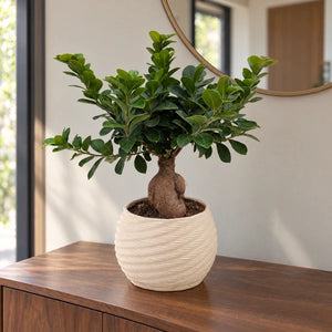 Bonsai Ficus Ginseng con chioma verde e tronco rigonfio, in vaso Carina su una consolle d’ingresso.