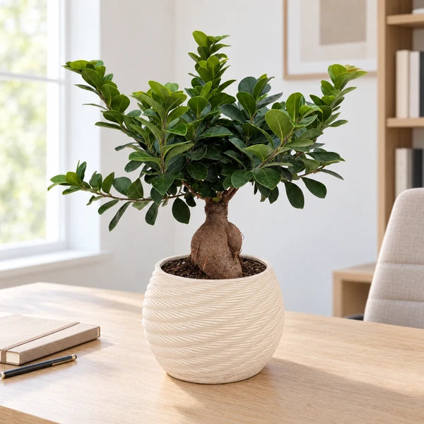 Bonsai Ficus Ginseng in vaso Carina in ceramica con rilievi orizzontali, su una scrivania in uno studio domestico.