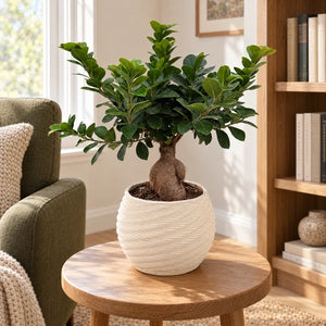 Bonsai Ficus Ginseng in vaso Carina in ceramica avorio, su un tavolino accanto a una poltrona in un angolo lettura.