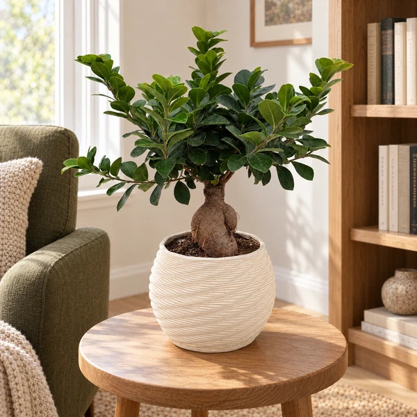 Bonsai Ficus Ginseng in vaso Carina in ceramica avorio, su un tavolino accanto a una poltrona in un angolo lettura.