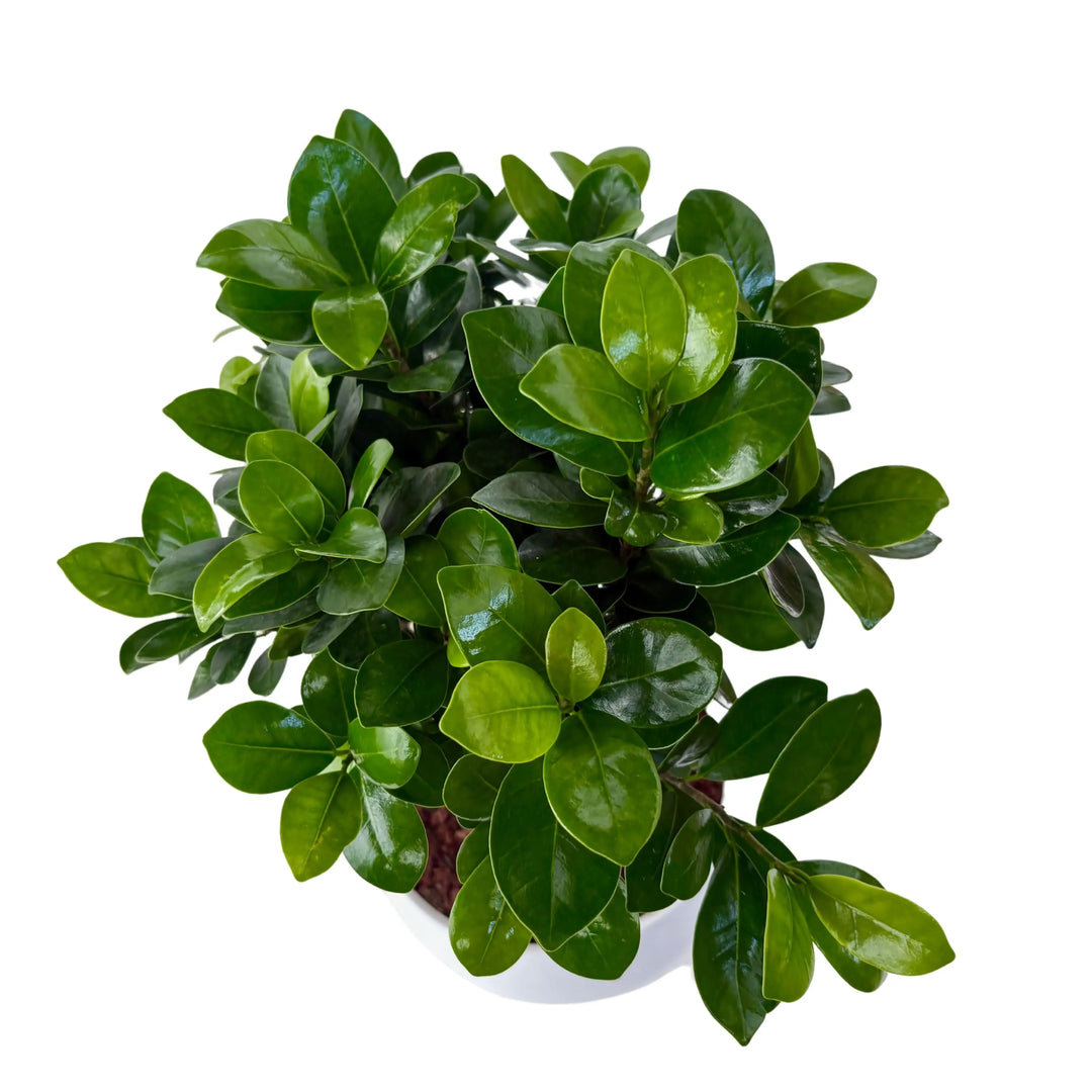 Bonsai Ficus Ginseng vista dall'alto - chioma compatta e vaso in ceramica