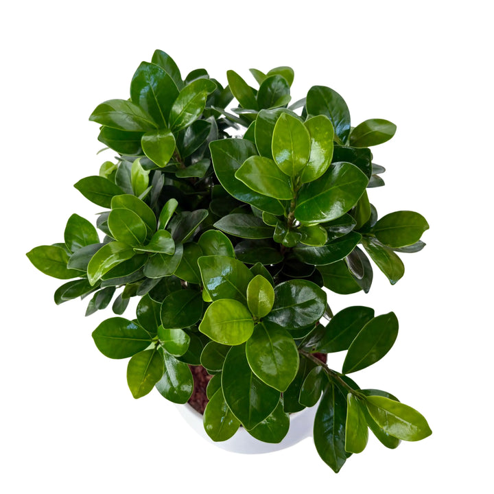 Bonsai Ficus Ginseng vista dall'alto - chioma compatta e vaso in ceramica