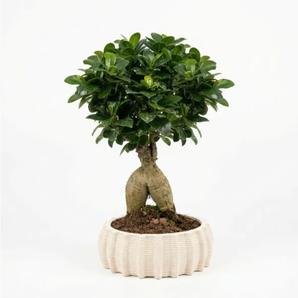 Bonsai Ficus Ginseng in Vaso Ovale Giardini di Giulia — i Giardini di Giulia