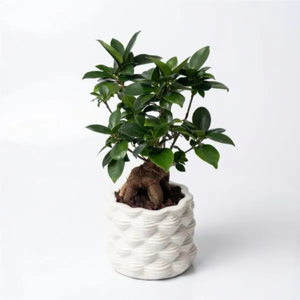 Bonsaï F. Ginseng dans un pot en céramique émaillée blanche