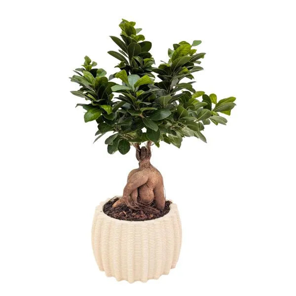 Bonsaï ficus ginseng en pot en céramique artisanale Dioniso D.16