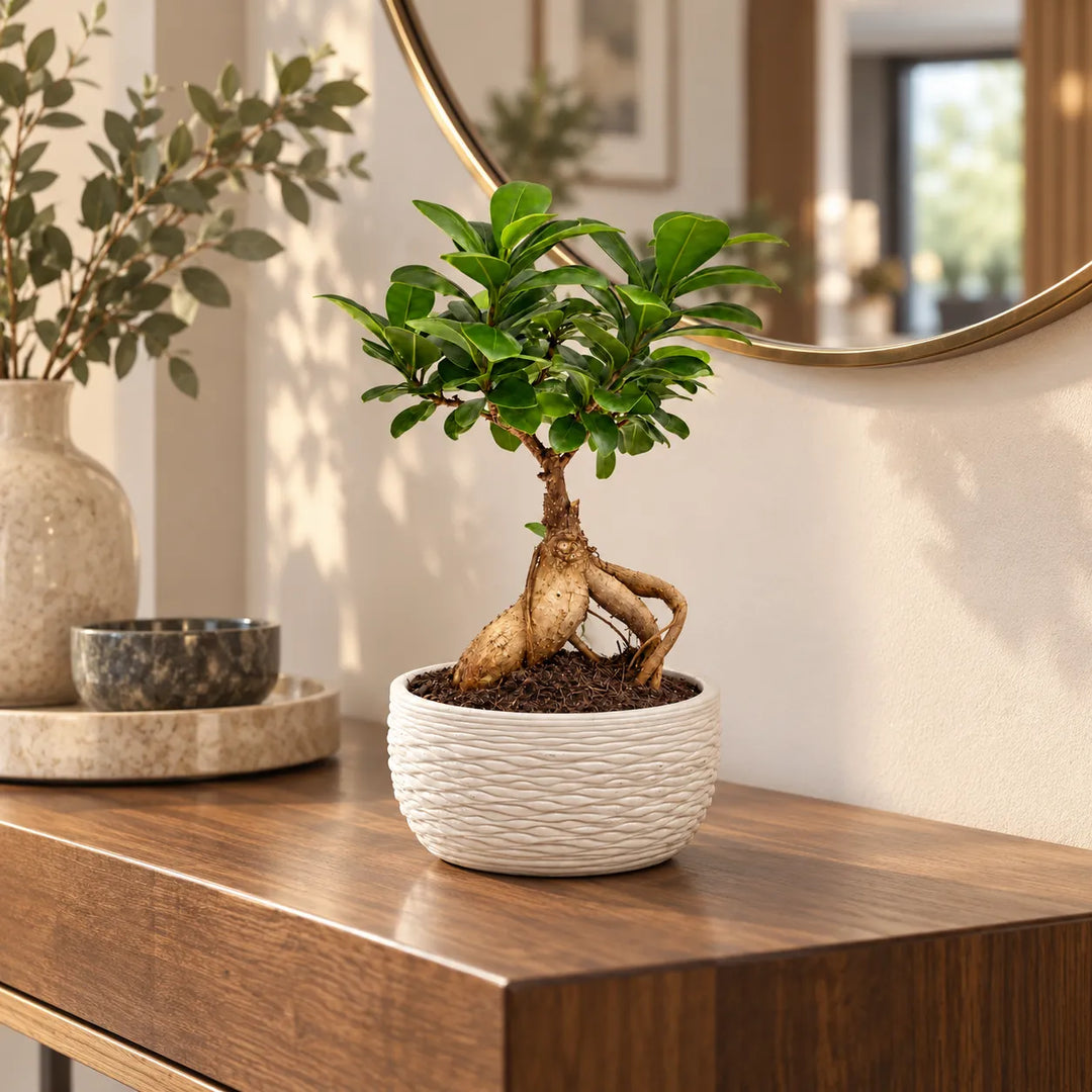 Bonsai Ficus ginseng in vaso Samoi bianco a rilievo su consolle in legno scuro sotto uno specchio rotondo