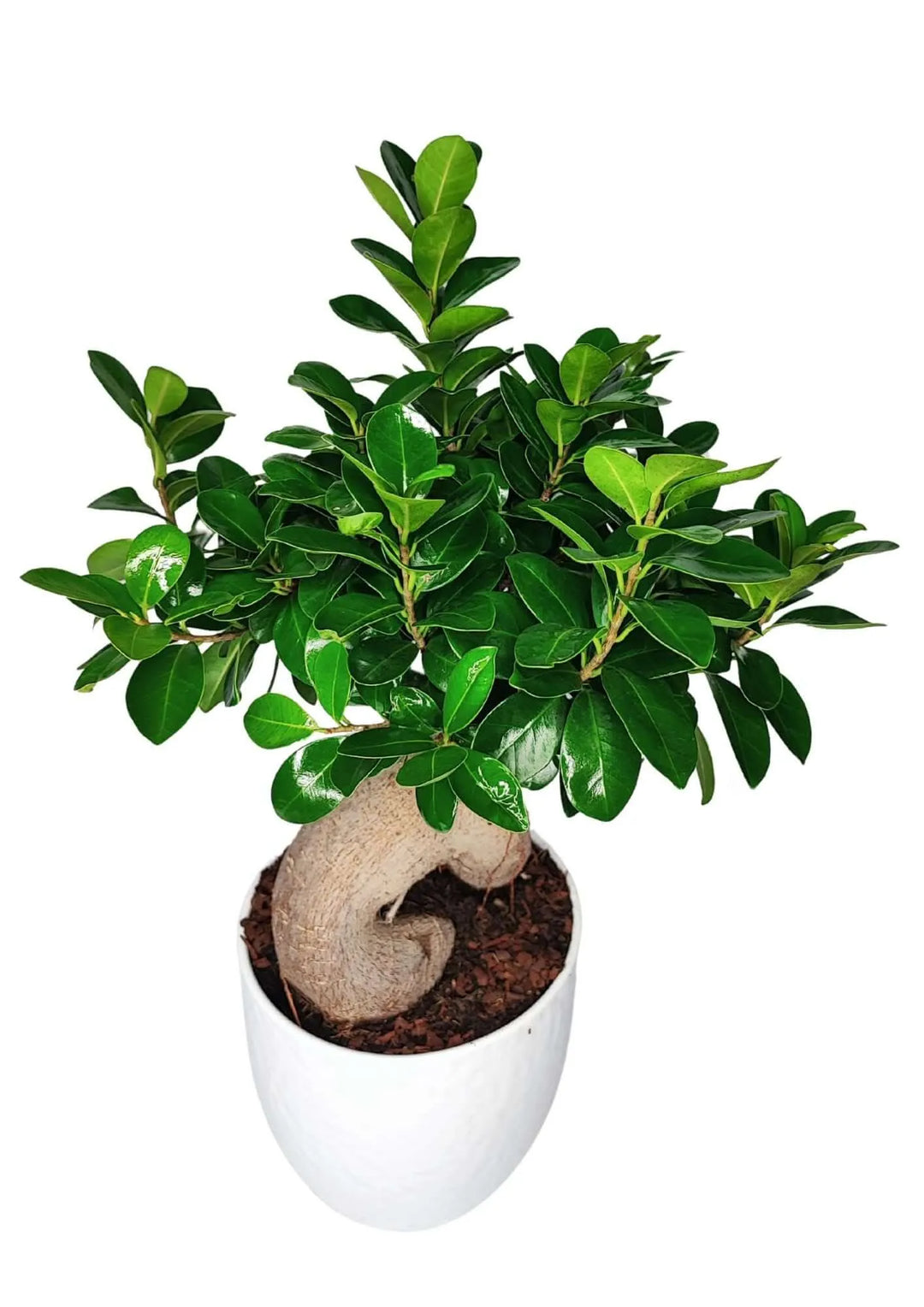 Bonsai Ficus Ginseng – chioma verde lucida e vaso Boston elegante in ambiente domestico