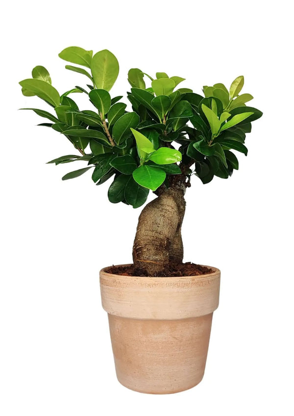 Bonsaï Ficus Ginseng - Hauteur de la plante : 45 cm, pot en terre cuite