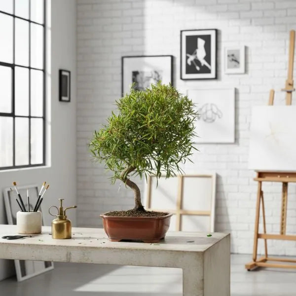 Bonsai Ficus Neriifolia in vaso basso di ceramica marrone su tavolo in ambiente moderno con quadri e cavalletto