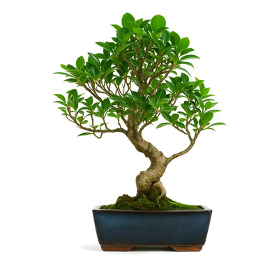 Bonsai 10 anni Ficus retusa - Collezione Premium